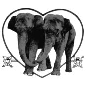 elephants 160153 1280
