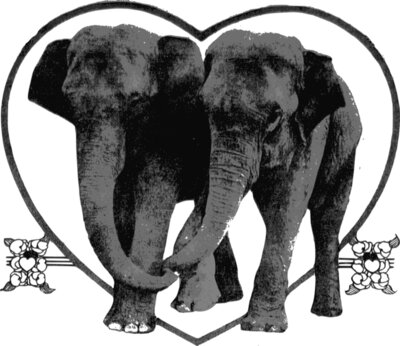elephants 160153 1280